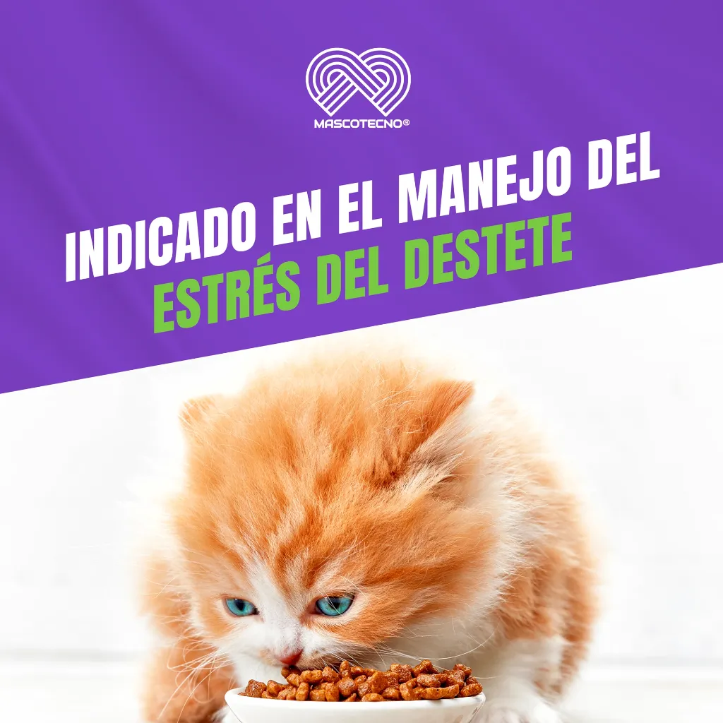 GRADUAL_GATOS_100GR_05.webp