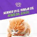 GRADUAL_GATOS_100GR_05.webp
