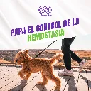 QUERCETOL_VET70_10TABS_04.webp