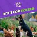 QUINOCALF_25ML_10TABS_04.webp