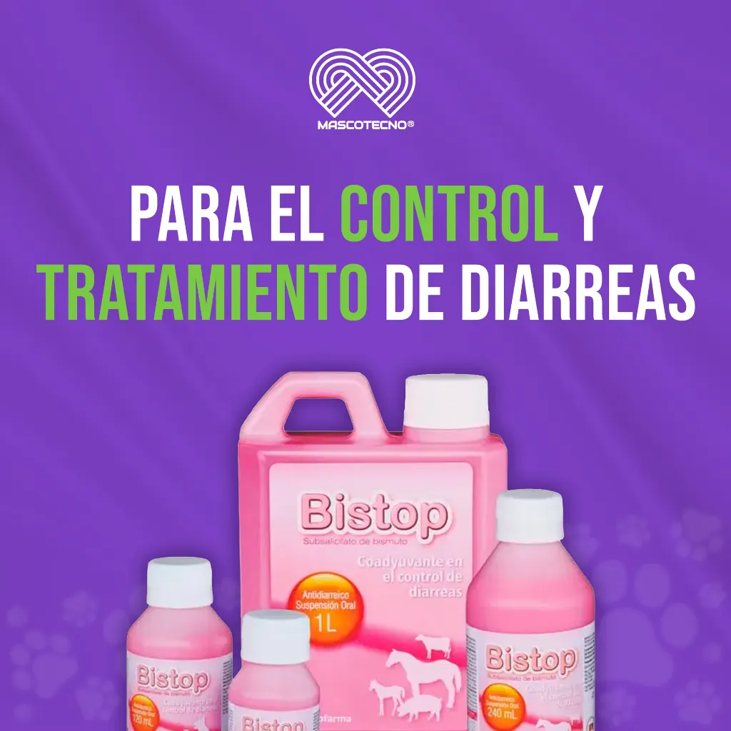 BISTOP_ALL_05.webp