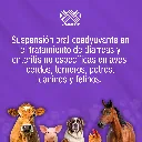PECTIKOL_120ML_01.webp