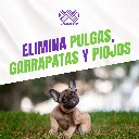 TALCO_INSECTICIDA_CANAMOR_100G_04.webp