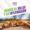 DOLOMEX_PET_25ML_04.webp
