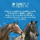 XILASYN_20ML_01.webp