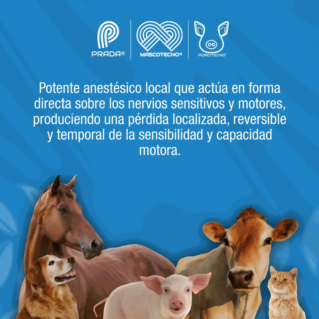 RONCAINA_50ML_01.webp