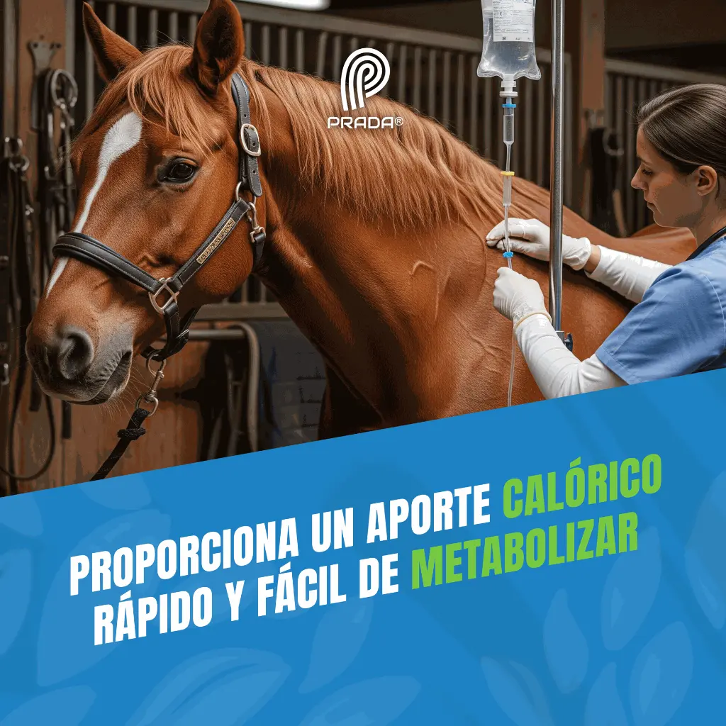 DEXTROSA_50%_04.webp