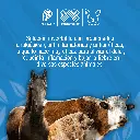 FLUNIXINA_INY_100ML_01.webp