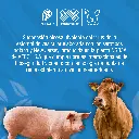 VACUNA_ESTOMATITIS_100ML_01.webp