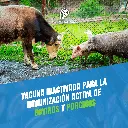 VACUNA_ESTOMATITIS_100ML_06.webp
