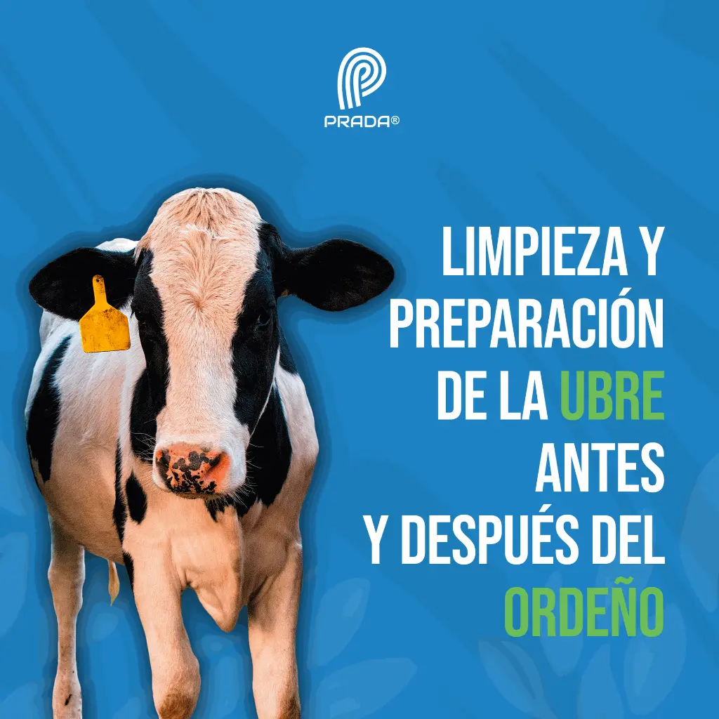 VASO_SELLADOR_PEZONES_03.webp