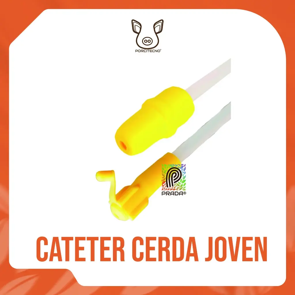 CATETER CERDA JOVEN GILT AMARILLO-VERDE TIPO B