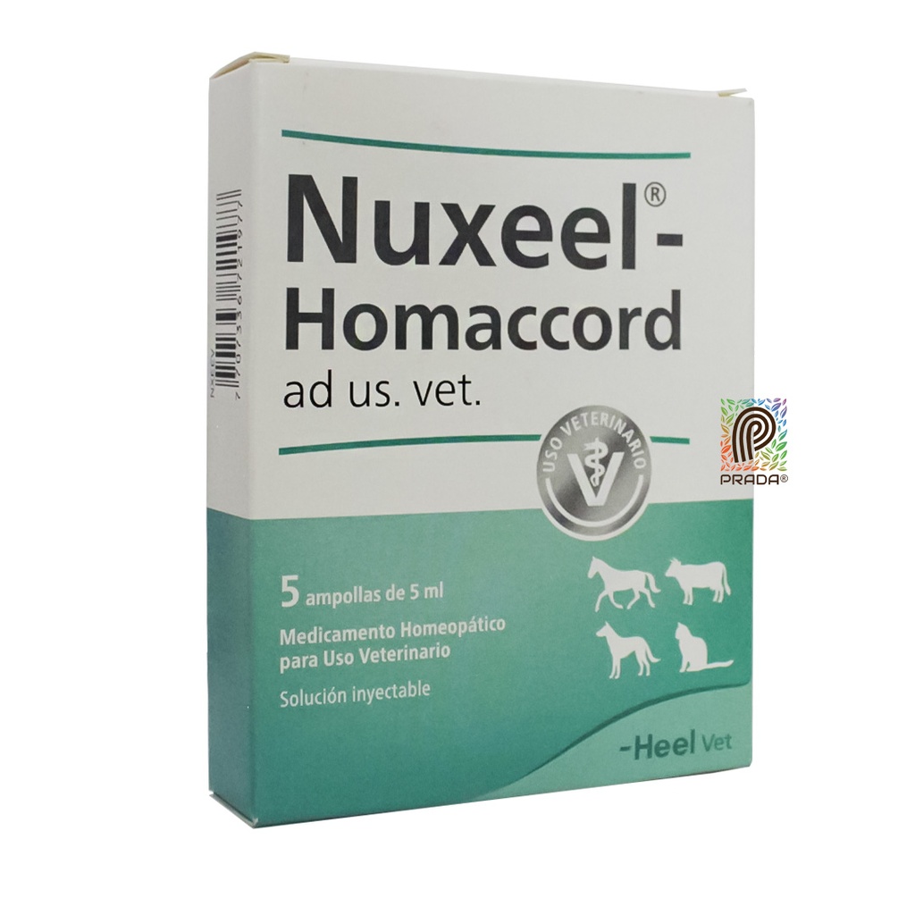 NUXEEL HOMACCORD INY X 1 AMP